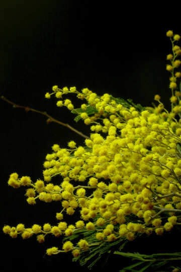 Mimosa flowers isolated on a black background №46286