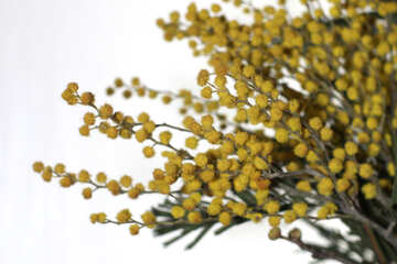 Fiori di mimosa isolato su sfondo bianco №46292