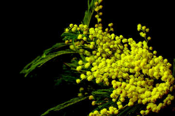 Mimosa flowers isolated on a black background №46287