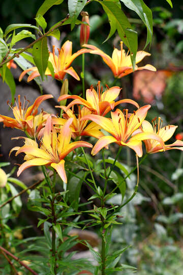 Lily bush №46821