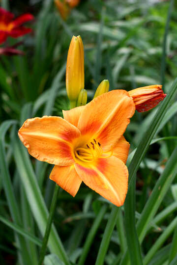 Orange Lily №46815