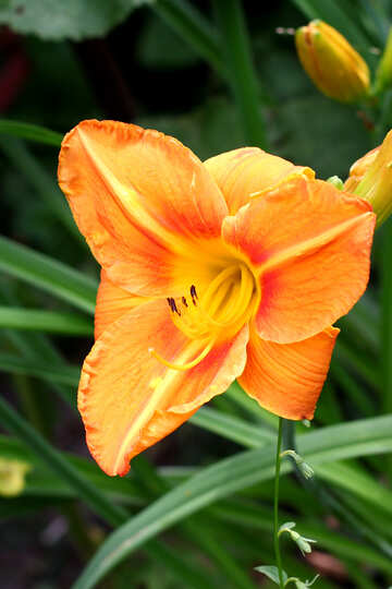 Lily orange №46816