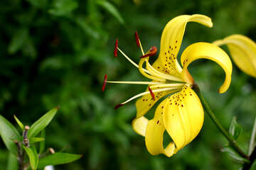 Lily jaune №46843