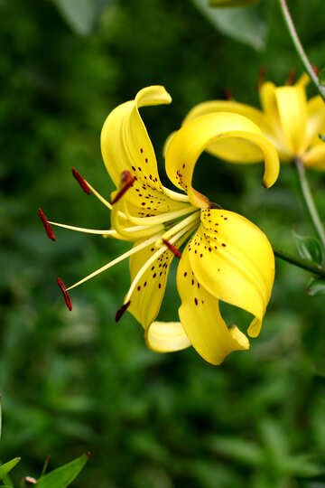 Yellow lily №46845