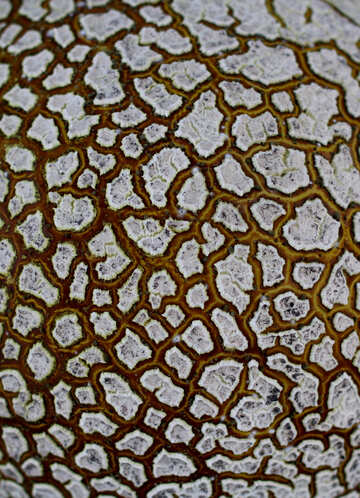 Texture of cracked surface of the fungus №46530