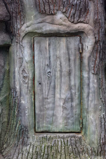 Door in tree