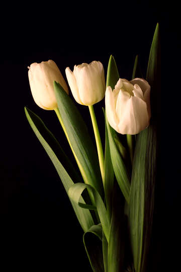 Ramo de los tulipanes en un fondo negro №46268