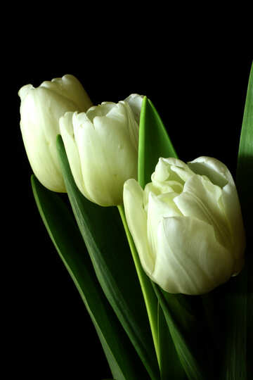 Ramo de los tulipanes en un fondo negro №46266