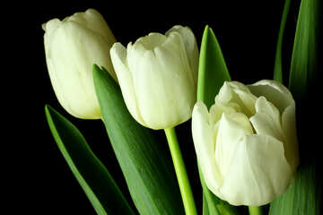 Mazzo dei tulipani su sfondo nero №46271