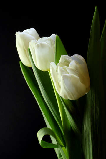 Ramo de los tulipanes en un fondo negro №46272