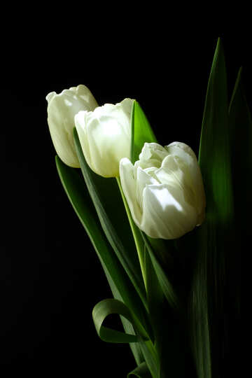 Ramo de los tulipanes en un fondo negro №46273