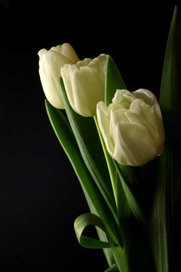 Ramo de los tulipanes en un fondo negro №46274