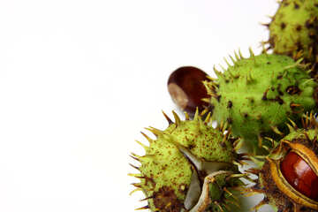 Conker isolated on white background №46393
