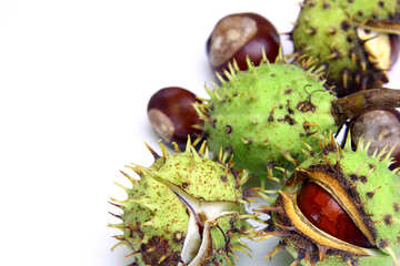 Conker isolated on white background №46395