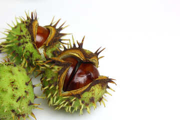Conker isolated on white background №46399