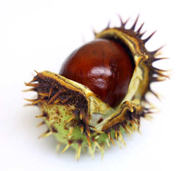 Conker isolated on white background №46422