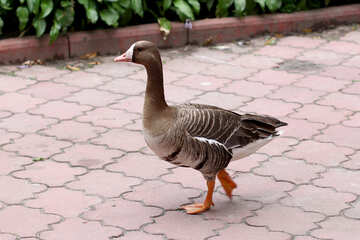 Wild goose №46149