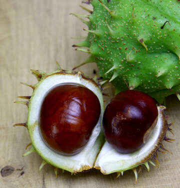 Horse chestnut on wooden background open koyuchie fruits №46351