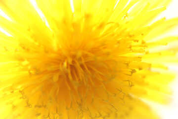 Bright yellow dandelion flower №46763