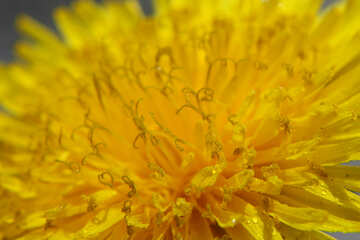 Diente de león amarillo grande de la flor №46768