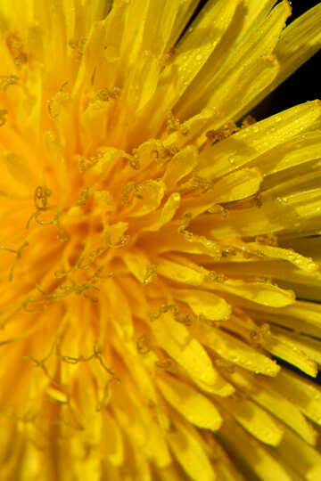 Yellow dandelion flower big №46769