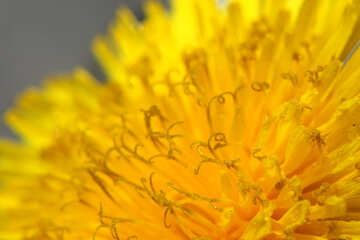 Yellow dandelion flower big №46773