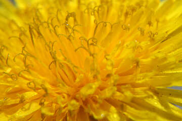 Yellow dandelion flower big №46775