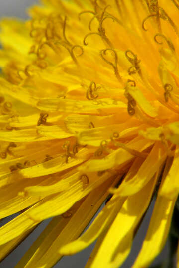 Yellow dandelion flower close up №46783