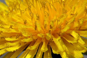 Yellow dandelion flower close up №46785