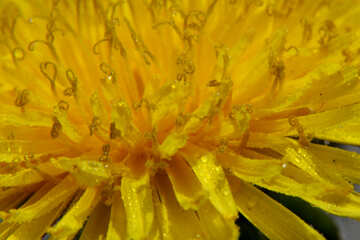 Yellow dandelion flower close up №46787
