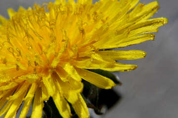 黄色いタンポポの花のクローズアップ №46788