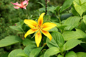 Yellow Lily on a bush №46803
