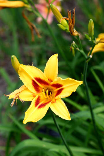 Flor amarilla del lirio №46812