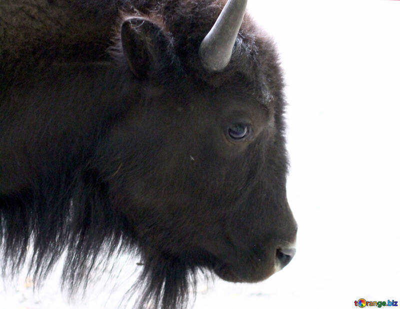 La cabeza de un bisonte №46097