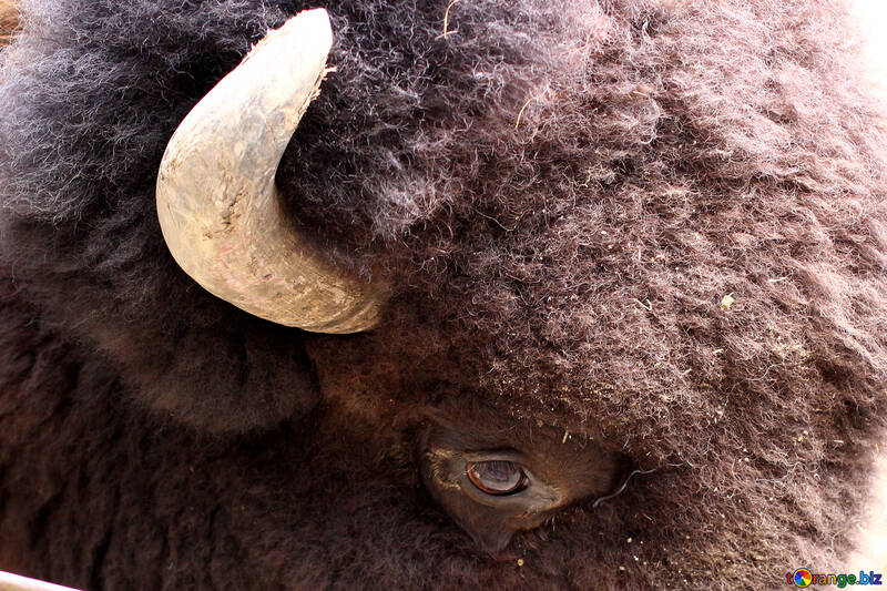 The head of a bison №46098
