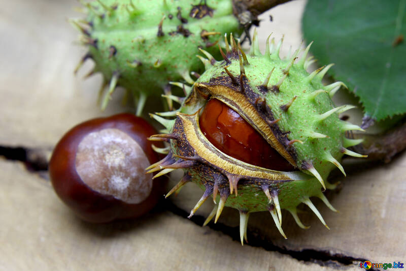 Beautiful fruits horse chestnut №46404