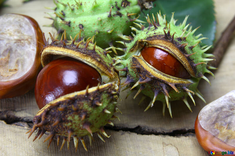 Beautiful fruits horse chestnut №46408