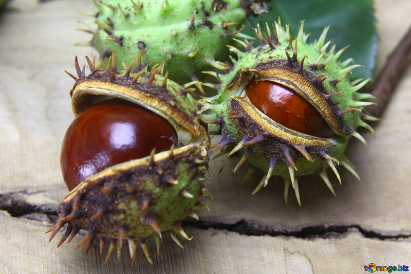 Beautiful fruits horse chestnut №46409