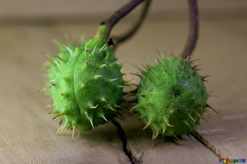 Horse chestnut green prickly fruit №46483