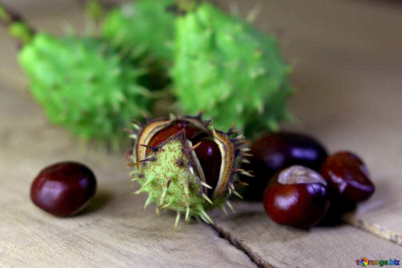 Horse chestnut green prickly fruit №46488
