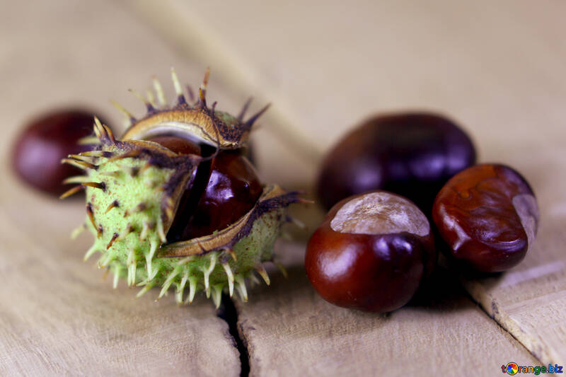 Horse-chestnut fruit №46492