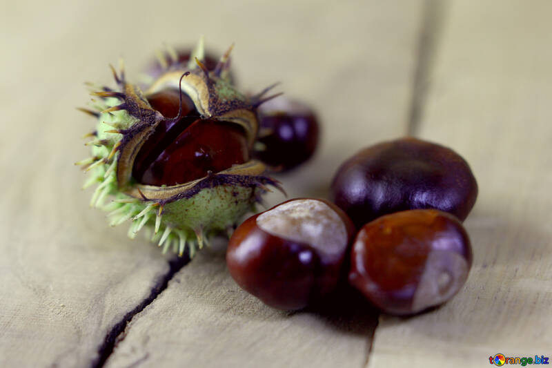 Horse-chestnut fruit №46493