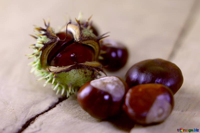 Horse-chestnut fruit №46494