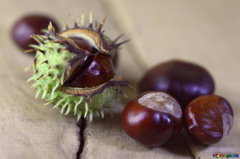 Horse-chestnut fruit №46497
