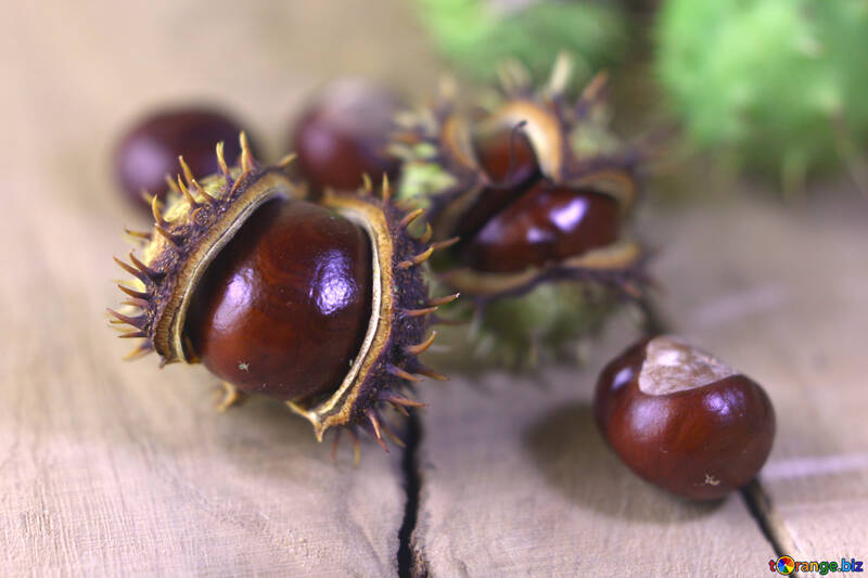 Beautiful conker on a wooden background №46469