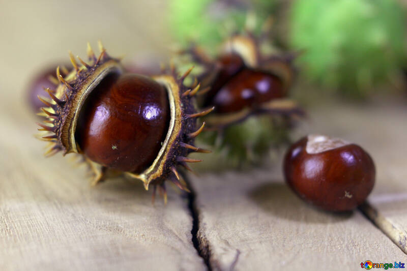 Beautiful conker on a wooden background №46470