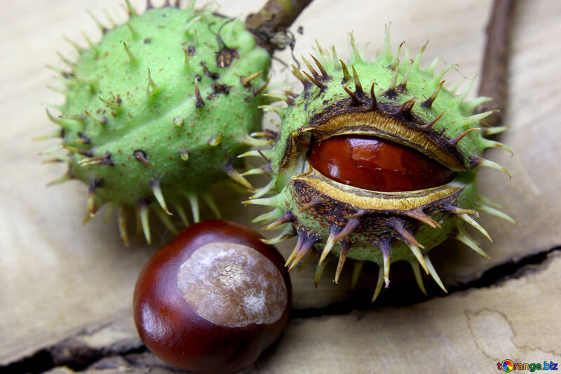 Beautiful fruits horse chestnut №46402