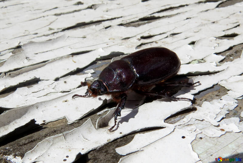 Rhinoceros beetle №46607