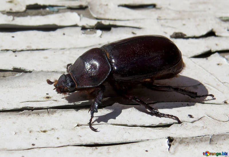 Rhinocéros Beetle №46611