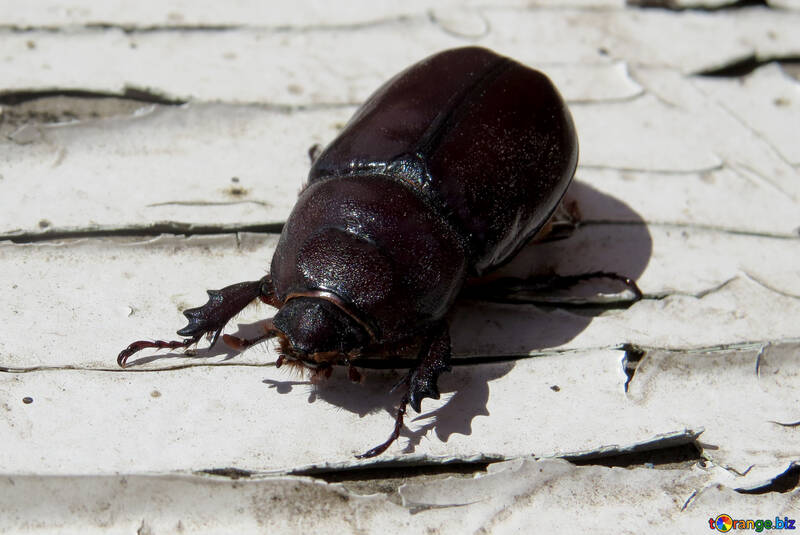Rhinoceros Beetle №46612